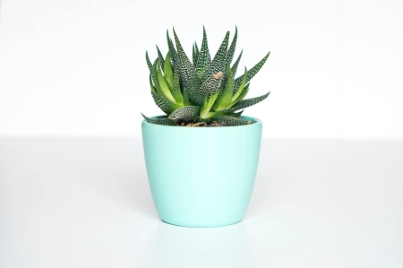 Maceta pastel